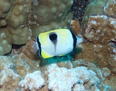 Chaetodon unimaculatus