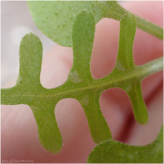 Steccherinaceae