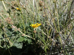 Geum magellanicum