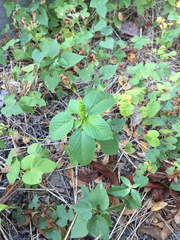 Acalypha ostryifolia