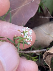 Platysace ericoides