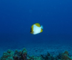 Hemitaurichthys polylepis