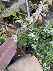 Platysace ericoides