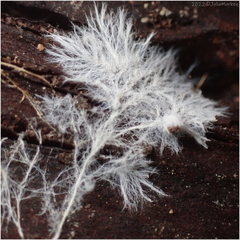 Steccherinaceae