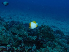 Hemitaurichthys polylepis