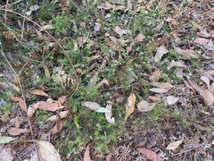 Platysace ericoides