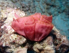 Hexabranchus