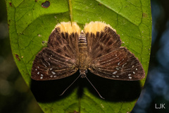 Mooreana trichoneura