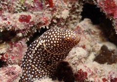 Gymnothorax meleagris