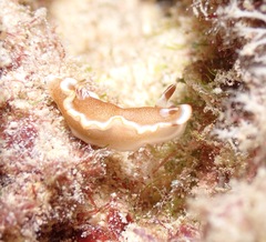 Glossodoris rufomarginata