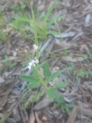 Cleome monophylla