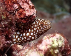 Gymnothorax meleagris