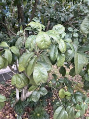 Osmanthus fragrans