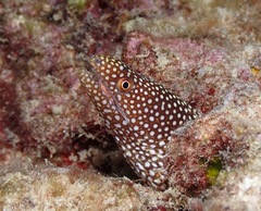 Gymnothorax meleagris