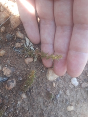 Crassula lanceolata transvaalensis
