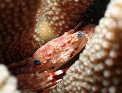 Goniosupradens hawaiensis