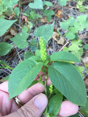Acalypha ostryifolia