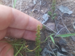 Crassula lanceolata transvaalensis
