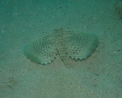 Dactyloptena orientalis