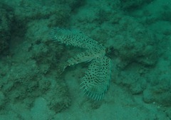 Dactyloptena orientalis