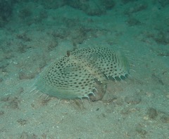 Dactyloptena orientalis