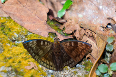 Euthalia merta merta