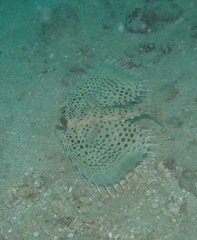 Dactyloptena orientalis