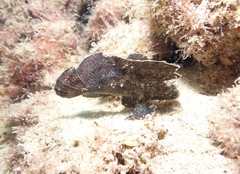 Taenianotus triacanthus