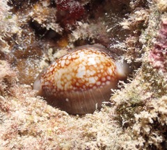 Monetaria caputophidii