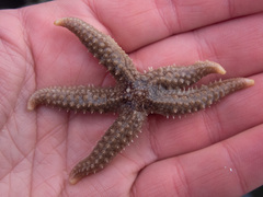 Stylasterias forreri