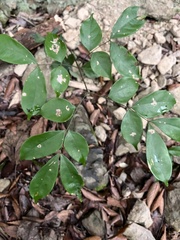 Archidendron lucidum