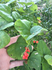 Cocculus carolinus