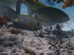 Siganus guttatus