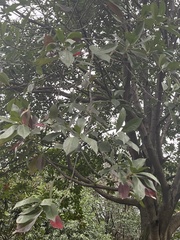 Elaeocarpus decipiens