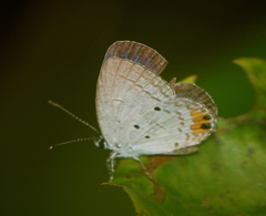 Everes lacturnus