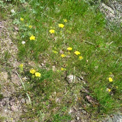 Potentilla soongorica