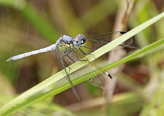 Hemistigma albipunctum