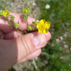 Potentilla soongorica