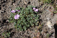 Oxalis adenophylla