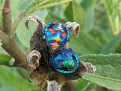 Tectocoris diophthalmus