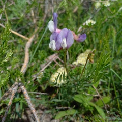 Vicia subvillosa