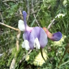 Vicia subvillosa
