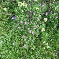 Geranium linearilobum