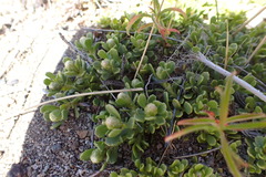 Baccharis magellanica