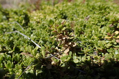 Baccharis magellanica