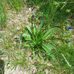 Gentiana olivieri