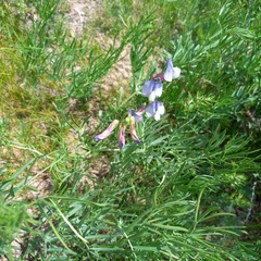 Vicia subvillosa