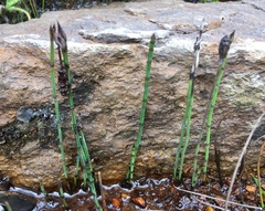 Equisetum bogotense