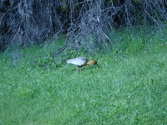 Theristicus melanopis