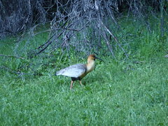 Theristicus melanopis